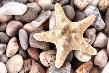 White Seastar on pebble backgroundの写真素材