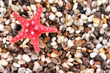 Red seastar on pebble backgroundの写真素材