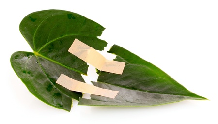 torn green leaf with adhesive plaster isolated on whiteの写真素材