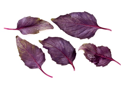 basil leaves isolated on whiteの写真素材