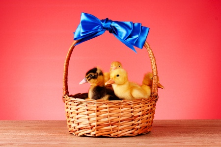 Little yellow fluffy ducklings in basket on red backgroundの写真素材