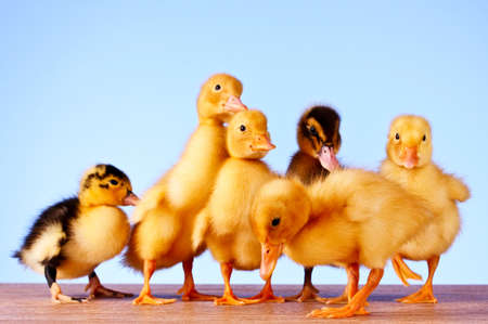 Little yellow fluffy ducklings on blue backgroundの写真素材