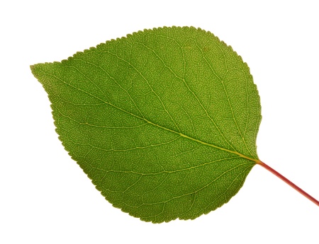 Apricot leaf isolated on whiteの写真素材