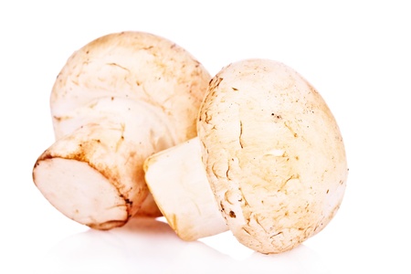 mushroom isolated on whiteの写真素材