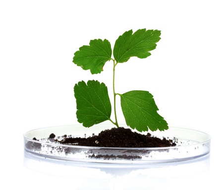plant in laboratory isolated on white