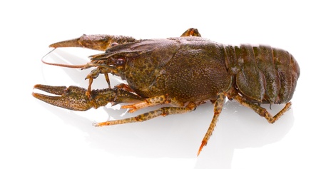 Crayfish isolated on white