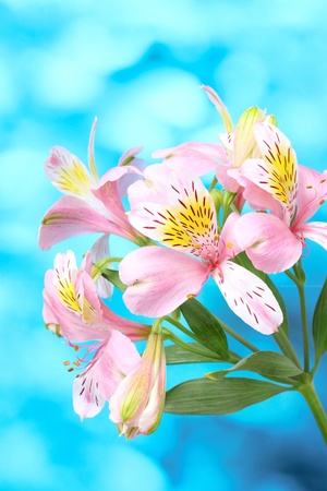 beautiful pink flowers on blue backgroundの写真素材