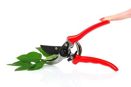 pruner with leaves isolated on whiteの写真素材