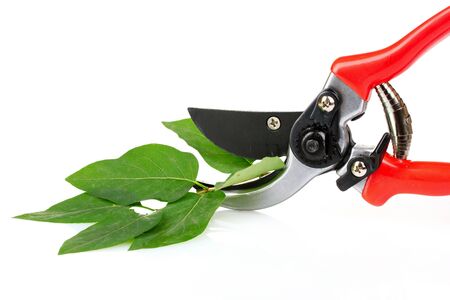 pruner with leaves isolated on whiteの写真素材