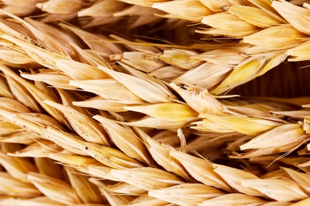 Wheat closeupの写真素材