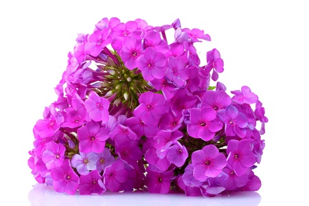phlox flower isolated on whiteの写真素材