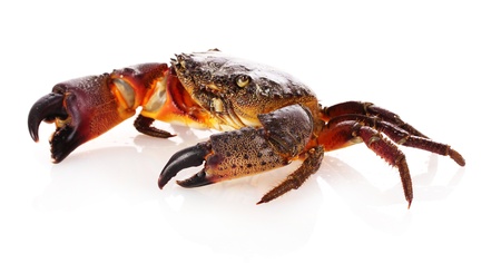 Crab isolated on whiteの写真素材