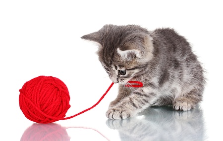 Funny gray kitten and ball of thread isolated on white