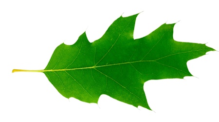 Beautiful green leaf isolated on whiteの写真素材