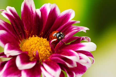 Ladybug on beautiful flower on green backgroundの写真素材