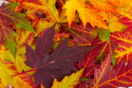 beautiful background of bright autumn leaves