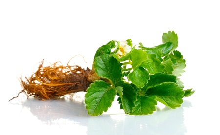 Strawberry bush with root  isolated on white