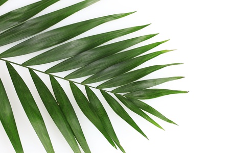 Beautiful palm leaf isolated on whiteの写真素材