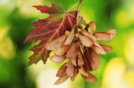 maple seed and autumn leaf on green backgroundの写真素材