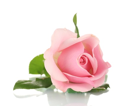 Pink rose isolated on white