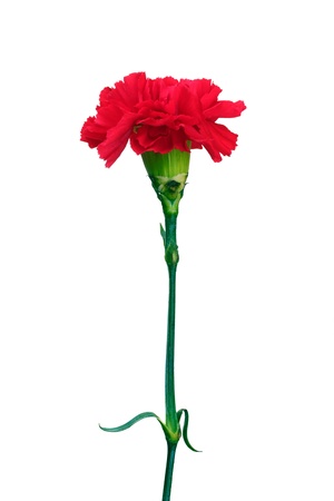Red carnation isolated on whiteの写真素材