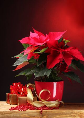 beautiful poinsettia in flowerpot and gifts on wooden table on red backgroundの写真素材
