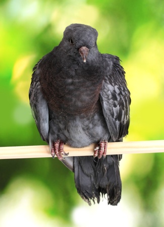 One grey pigeon sitting on green backgroundの写真素材