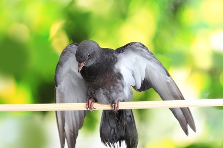 One grey pigeon sitting on green backgroundの写真素材