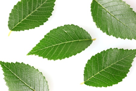 Beautiful green leaves isolated on whiteの写真素材