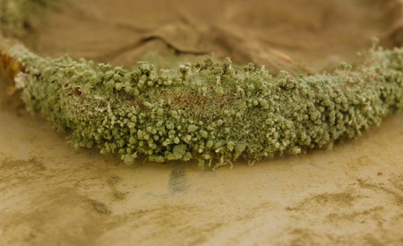 Moldy lemon close-up