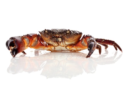 Crab isolated on white