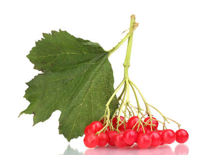red berries of viburnum with leaf isolated on whiteの写真素材