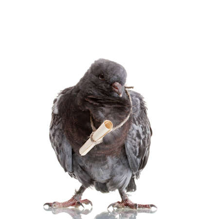 One grey messenger-pigeon isolated on whiteの写真素材