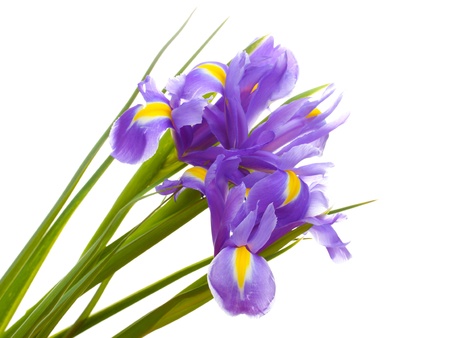 Beautiful bright irises isolated on white