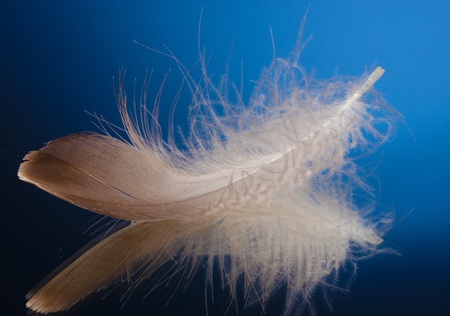 beautiful feather on blue backgroundの写真素材