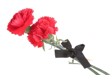 carnations and black ribbon isolated on whiteの写真素材