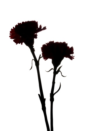 two mourning carnations isolated on whiteの写真素材