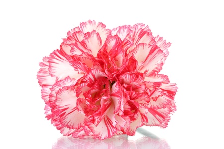 two pink beautiful carnation isolated on whiteの写真素材