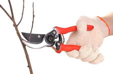 Trimming tree branch with pruner isolated on whiteの写真素材