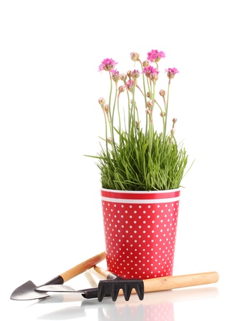 Pink flowers in pot with instruments isolated on whiteの写真素材
