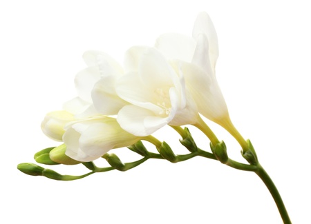 Beautiful freesia isolated on whiteの写真素材