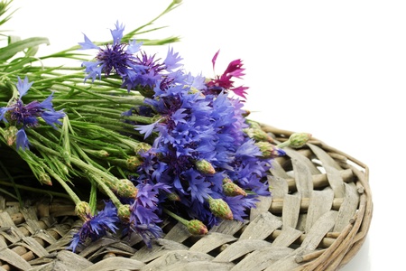 cornflowers isolated on whiteの写真素材