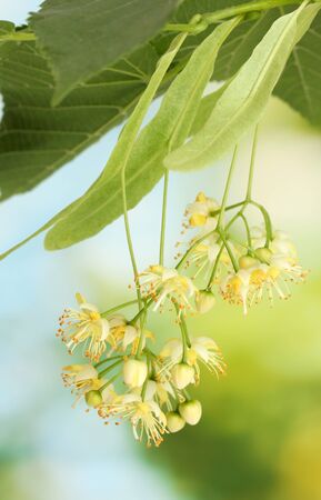 Branch of linden flowers in gardenの写真素材
