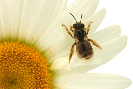 Bee on the daisy close-up