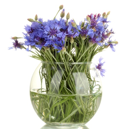 cornflowers in glass vase isolated on whiteの写真素材
