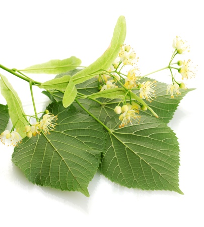 Branch of linden flowers isolated on whiteの写真素材