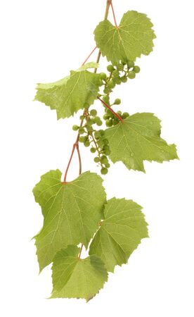 wild green grapes with leaves isolated on whiteの写真素材