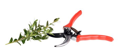 Pruner with branch isolated on white