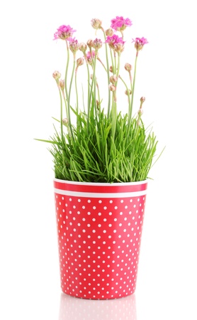 Pink flowers in pot isolated on whiteの写真素材