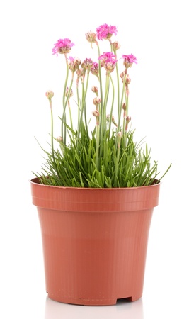 Pink flowers in pot isolated on whiteの写真素材